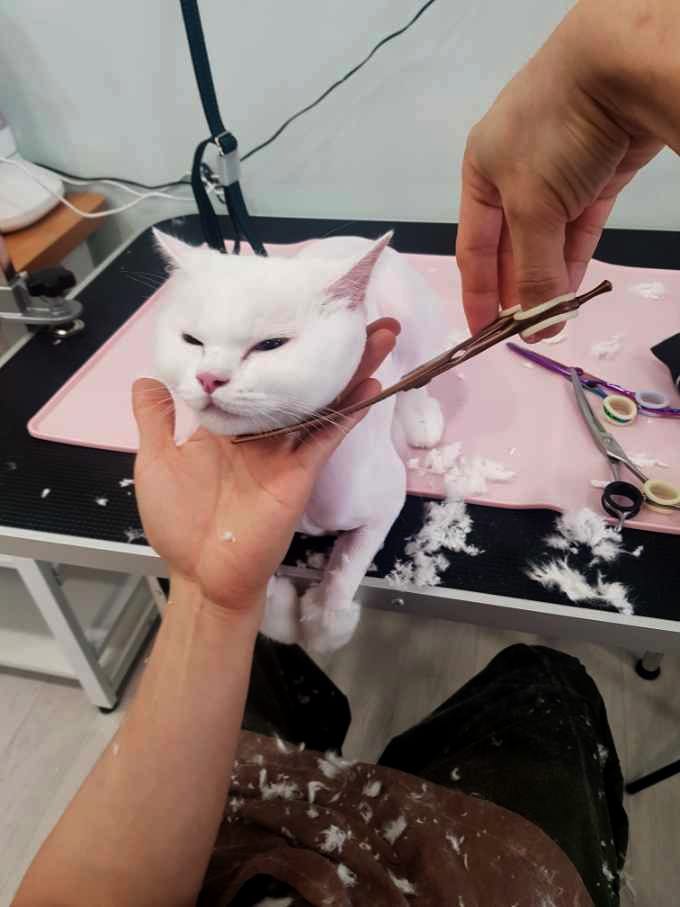 냥멍살롱 갤러리 15