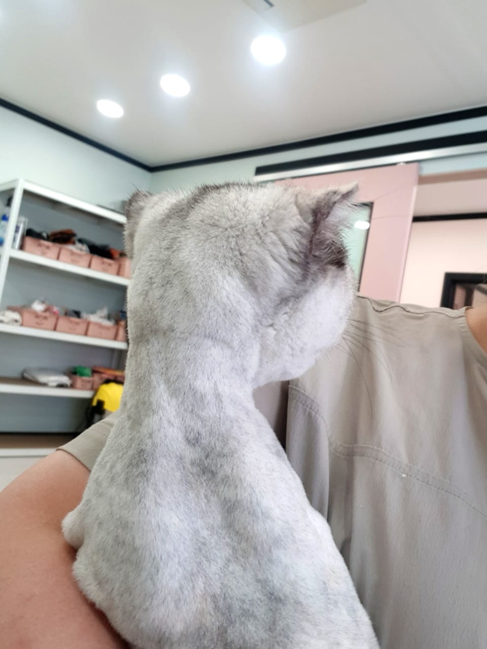 냥멍살롱 갤러리 14
