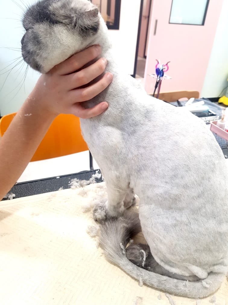 냥멍살롱 갤러리 19