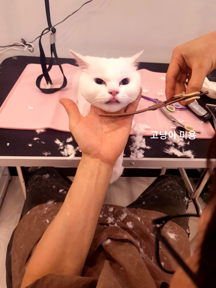 냥멍살롱 갤러리 16